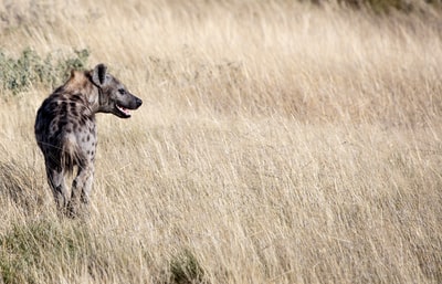 非洲野狗在草地上白天

